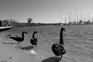 Swans at SK Breakwater 2516
